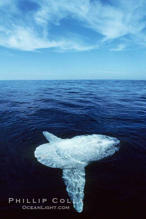 Ocean sunfish. San Diego, California, USA, Mola mola, natural history stock photograph, photo id 02030