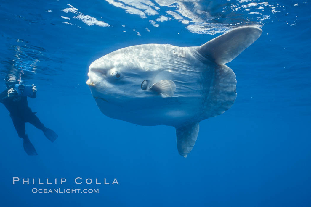 Ocean sunfish and videographer, open ocean. San Diego, California, USA, Mola mola, natural history stock photograph, photo id 02058