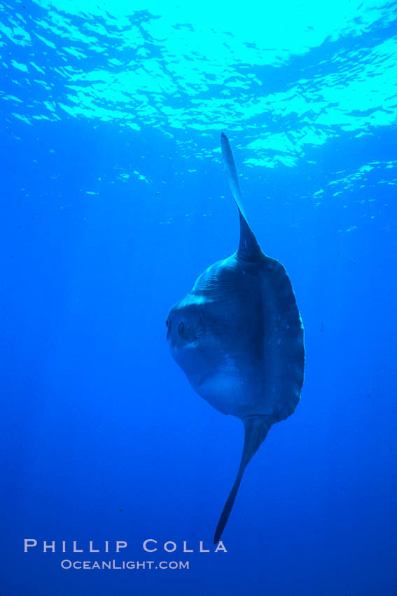 Ocean sunfish, open ocean., Mola mola, natural history stock photograph, photo id 02110