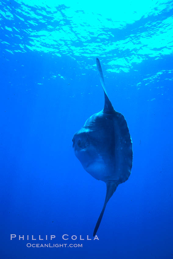 Ocean sunfish, open ocean. San Diego, California, USA, Mola mola, natural history stock photograph, photo id 02110