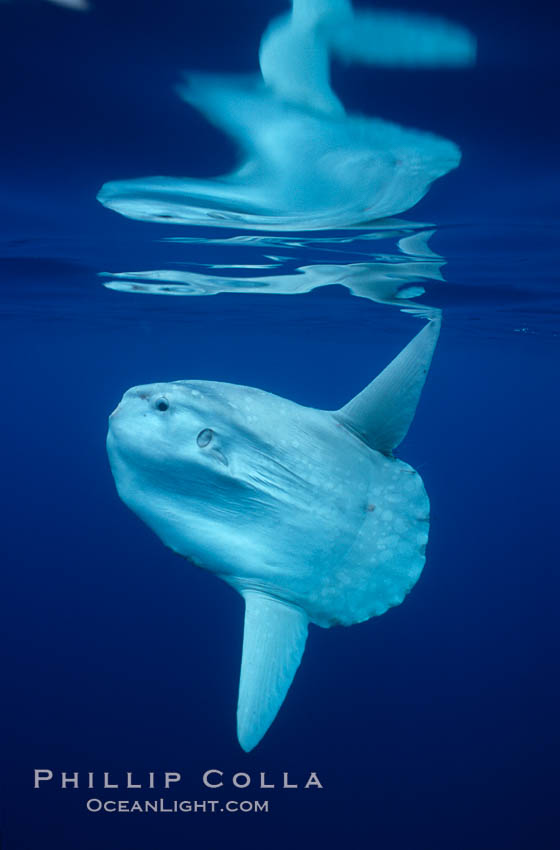 Ocean sunfish, open ocean. San Diego, California, USA, Mola mola, natural history stock photograph, photo id 02882