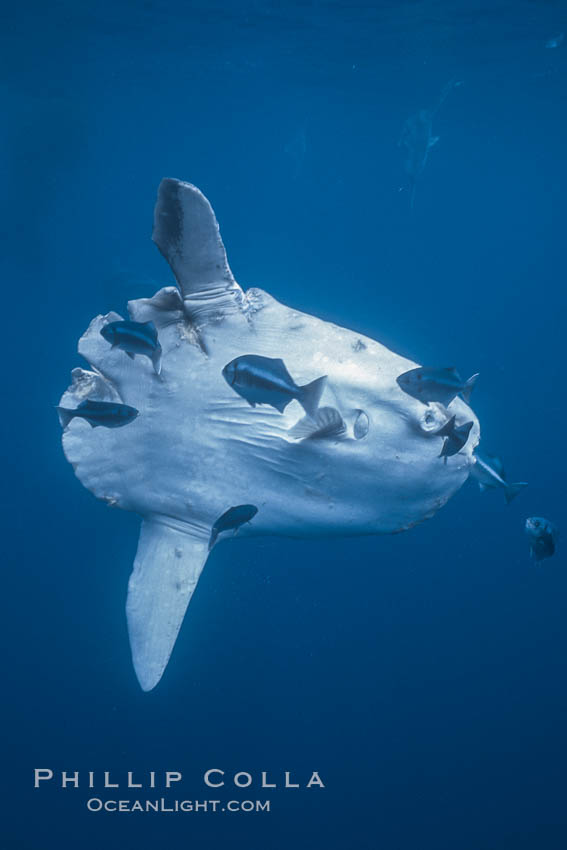 Ocean sunfish injured by boat prop with cleaner fishes, open ocean, Baja California., Mola mola, natural history stock photograph, photo id 06410