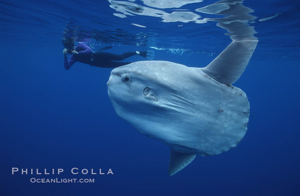 Ocean sunfish with videographer, open ocean. San Diego, California, USA, Mola mola, natural history stock photograph, photo id 02880