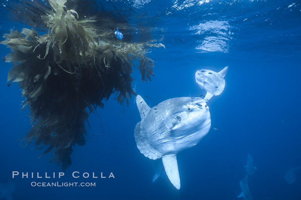 Ocean sunfish schooling near drift kelp, soliciting cleaner fishes, open ocean, Baja California., Mola mola, natural history stock photograph, photo id 06392