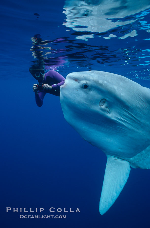 Ocean sunfish with videographer, open ocean., Mola mola, natural history stock photograph, photo id 02875