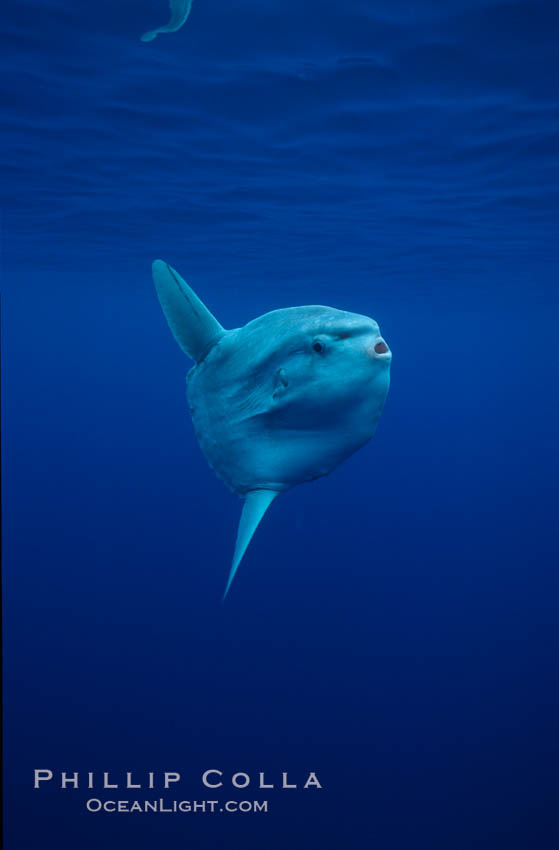 Ocean sunfish, open ocean. San Diego, California, USA, Mola mola, natural history stock photograph, photo id 02883