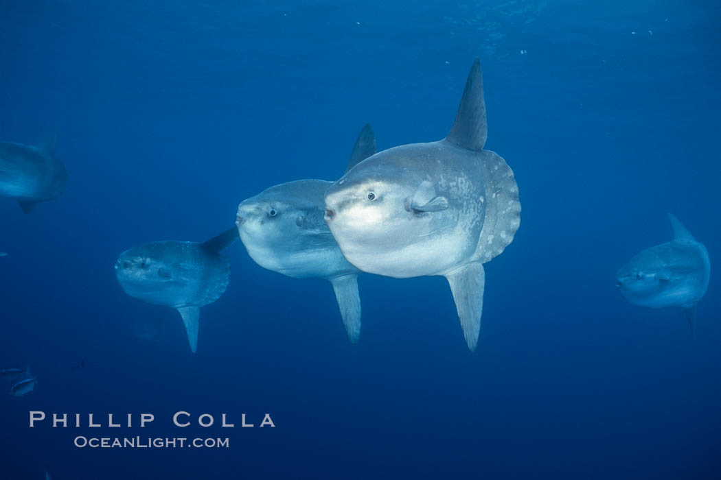 Ocean sunfish schooling, open ocean near San Diego., Mola mola, natural history stock photograph, photo id 03564