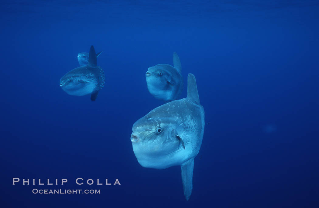 Ocean sunfish schooling, open ocean near San Diego. California, USA, Mola mola, natural history stock photograph, photo id 03568