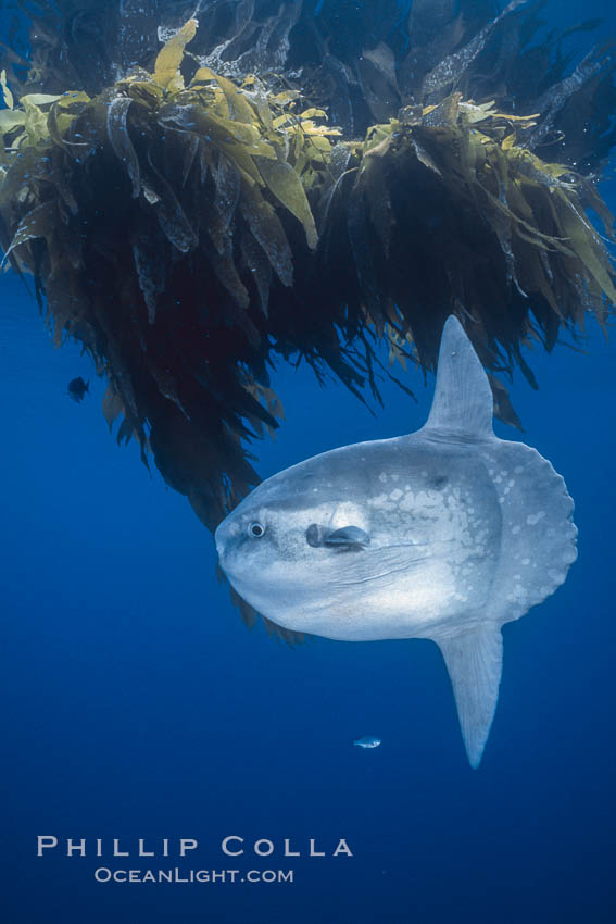 Ocean sunfish referencing drift kelp, open ocean near San Diego. California, USA, Mola mola, natural history stock photograph, photo id 03580