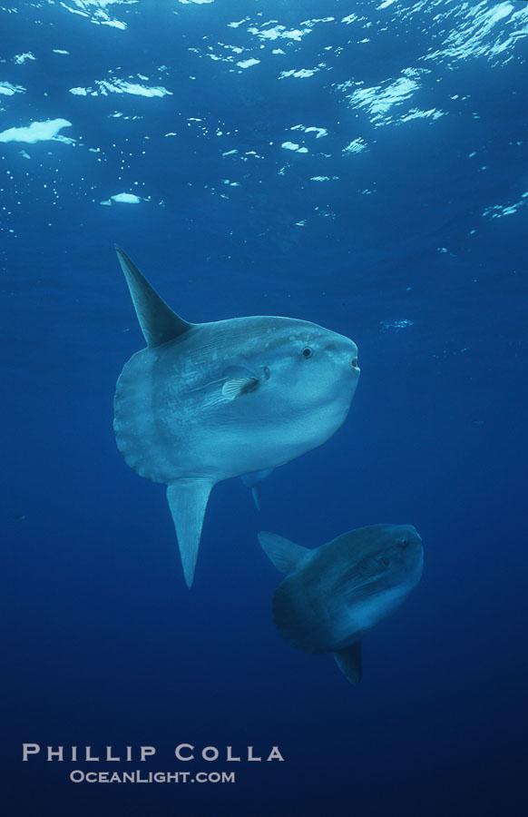 Ocean sunfish schooling, open ocean near San Diego., Mola mola, natural history stock photograph, photo id 03600