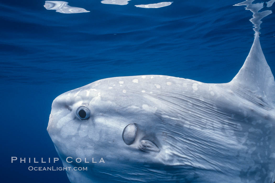 Ocean sunfish, mouth/eye/operculum/pectoral fin detail, open ocean. San Diego, California, USA, Mola mola, natural history stock photograph, photo id 03503