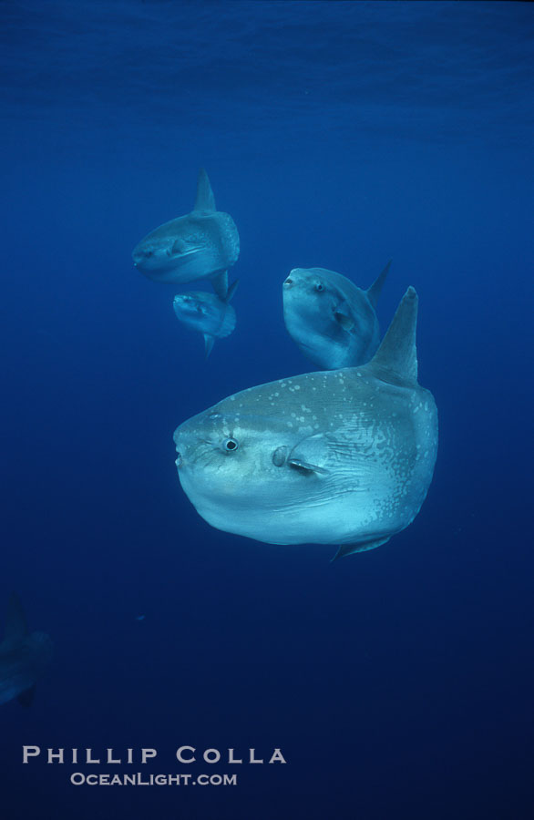Ocean sunfish schooling, open ocean near San Diego., Mola mola, natural history stock photograph, photo id 03583