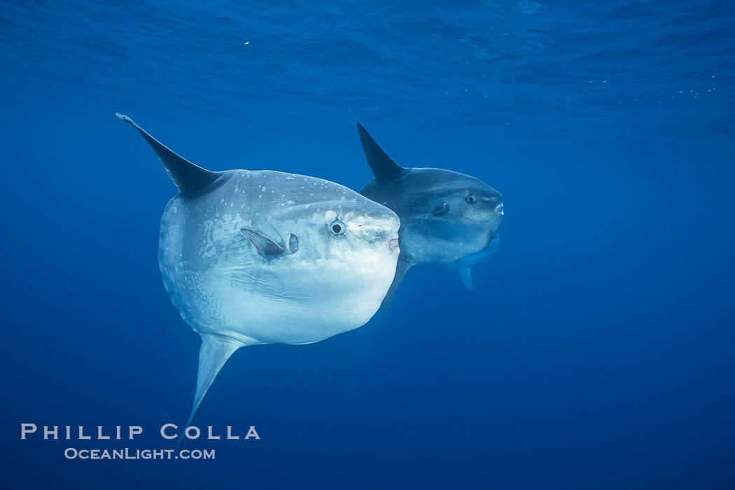 Ocean sunfish schooling, open ocean near San Diego., Mola mola, natural history stock photograph, photo id 03569