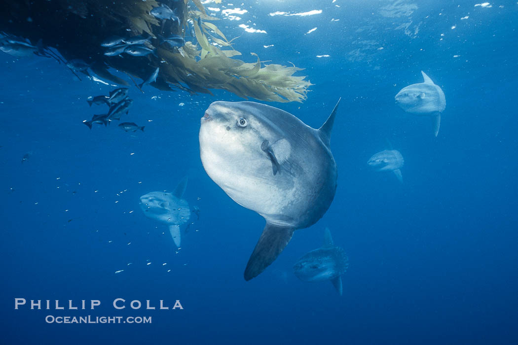 Ocean sunfish schooling, open ocean near San Diego., Mola mola, natural history stock photograph, photo id 03581