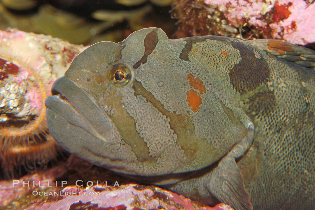 Monkey-faced eel., Cebidichthys violaceus, natural history stock photograph, photo id 08994