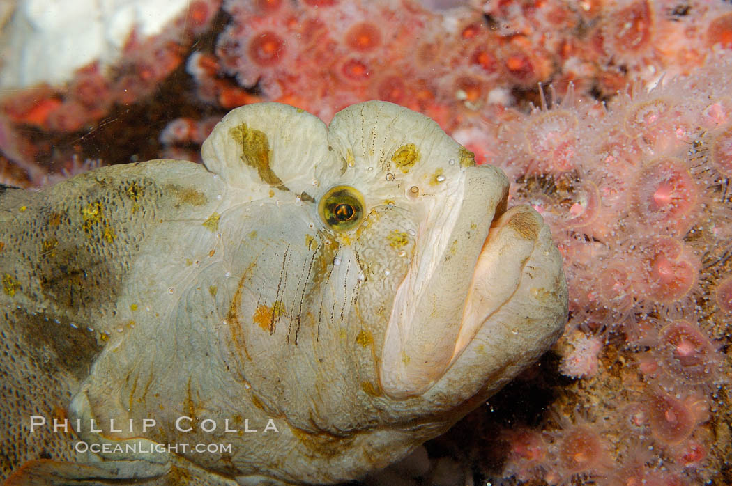 Monkey-faced eel., Cebidichthys violaceus, natural history stock photograph, photo id 09828