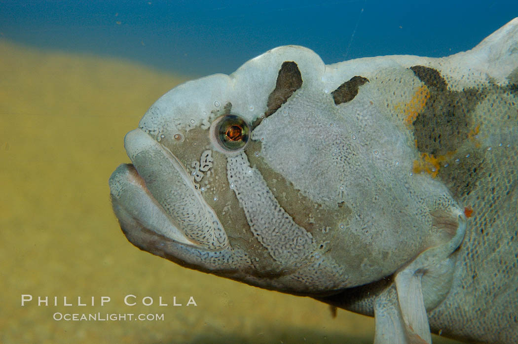 Monkey-faced eel., Cebidichthys violaceus, natural history stock photograph, photo id 09832