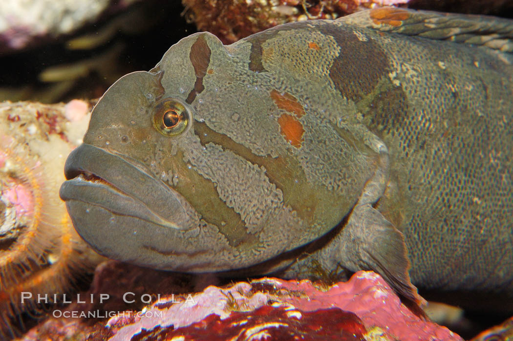 Monkey-faced eel., Cebidichthys violaceus, natural history stock photograph, photo id 08995