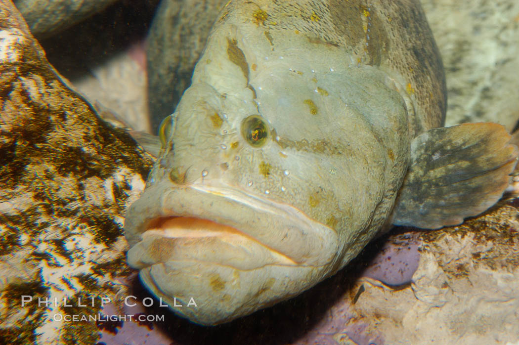 Monkey-faced eel., Cebidichthys violaceus, natural history stock photograph, photo id 09831