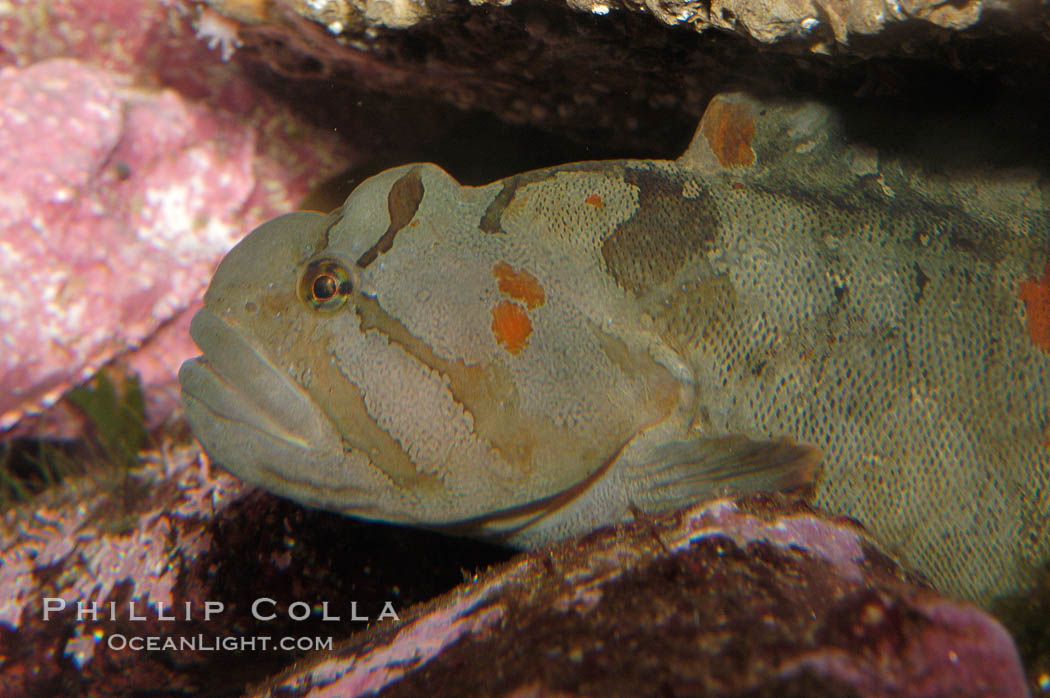 Monkey-faced eel., Cebidichthys violaceus, natural history stock photograph, photo id 08993