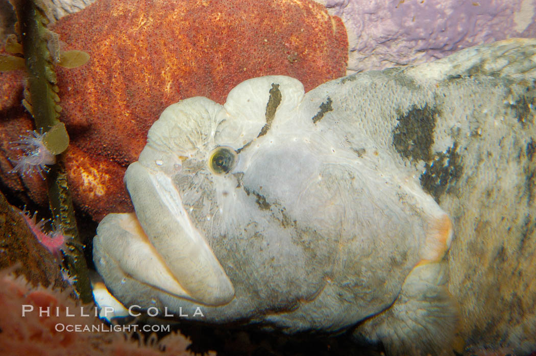 Monkey-faced eel., Cebidichthys violaceus, natural history stock photograph, photo id 09829