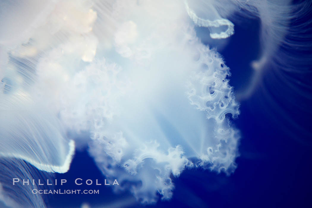 Moon jelly, a semi-translucent jellyfish, ocean drifter, pelagic  plankton., Aurelia aurita, natural history stock photograph, photo id 21514