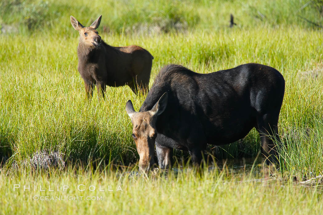 Mother moose grazes in Christian Creek while its calf watches nearby. Grand Teton National Park, Wyoming, USA, Alces alces, natural history stock photograph, photo id 13038