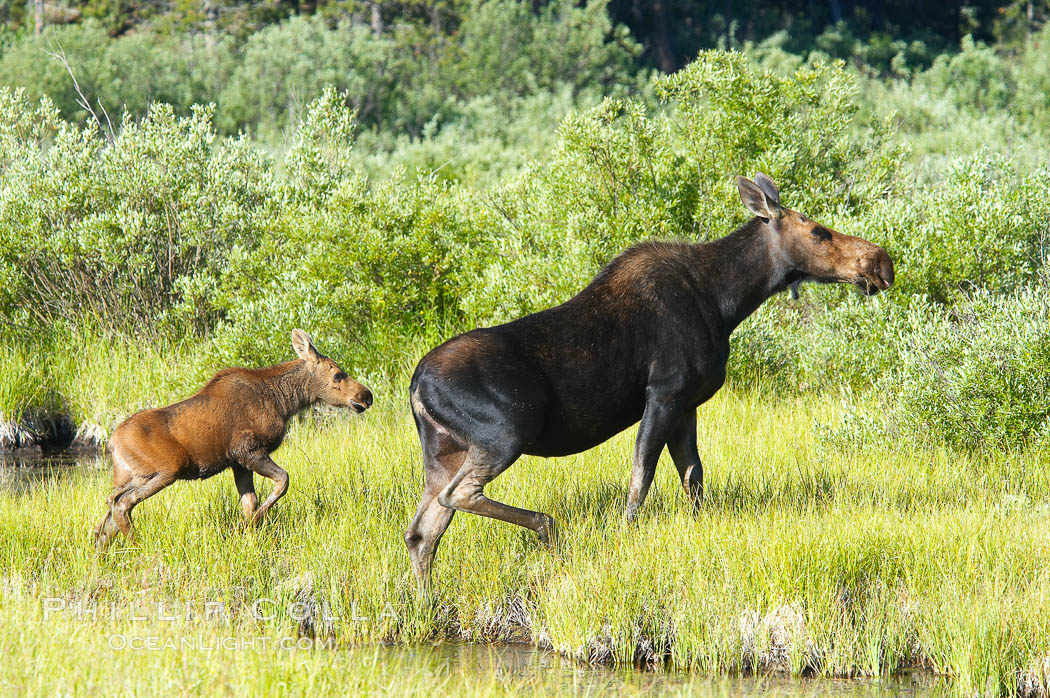 Mother and calf moose wade through meadow grass near Christian Creek. Grand Teton National Park, Wyoming, USA, Alces alces, natural history stock photograph, photo id 13041