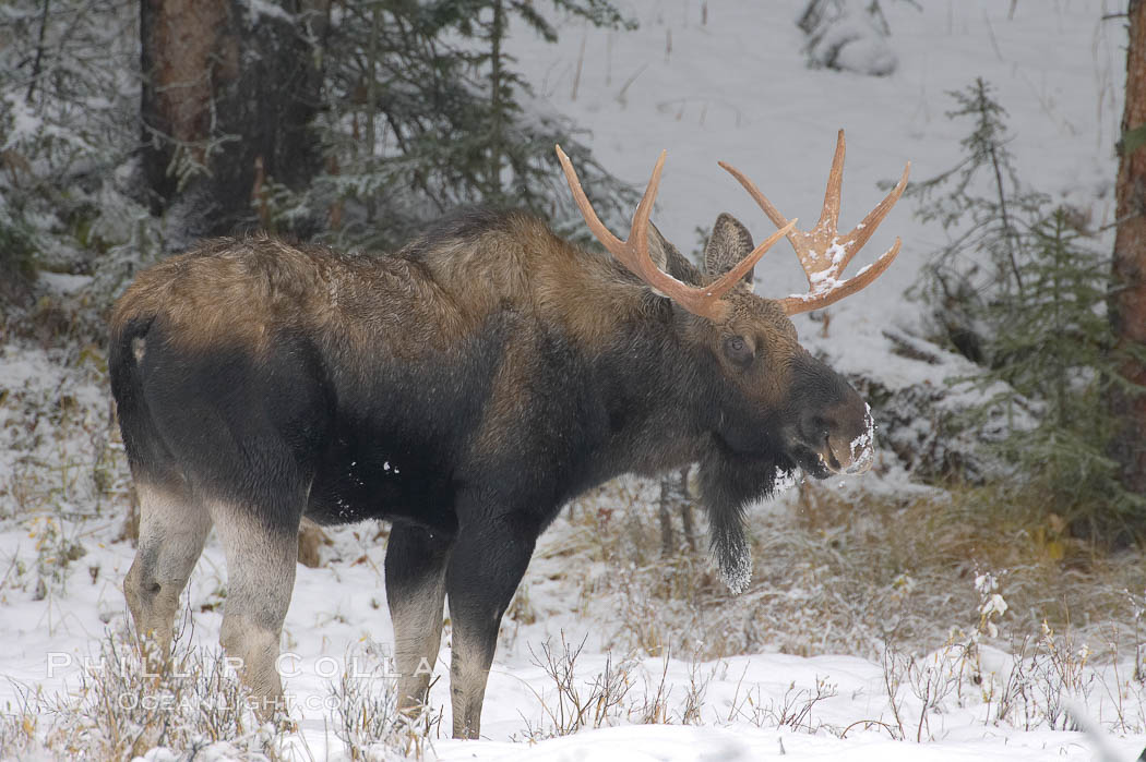 A male moose, bull moose, on snow covered field, near Cooke City. Yellowstone National Park, Wyoming, USA, Alces alces, natural history stock photograph, photo id 19686