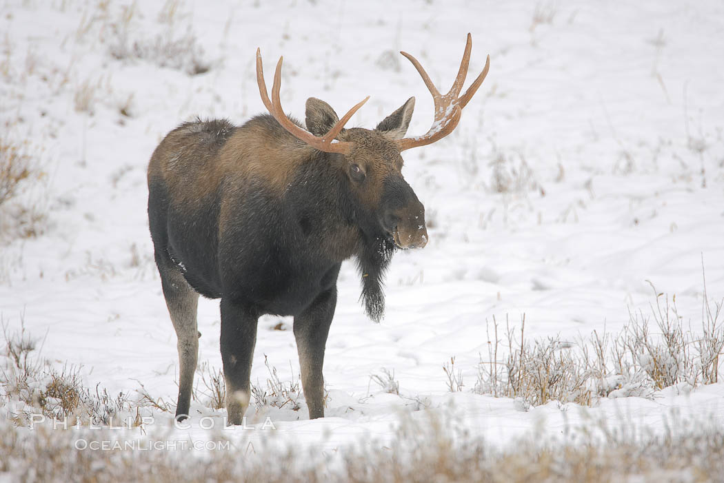 A male moose, bull moose, on snow covered field, near Cooke City, Alces alces, Yellowstone National Park, Wyoming