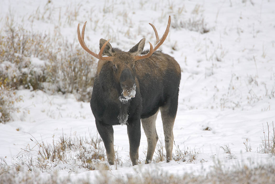 A male moose, bull moose, on snow covered field, near Cooke City. Yellowstone National Park, Wyoming, USA, Alces alces, natural history stock photograph, photo id 19691