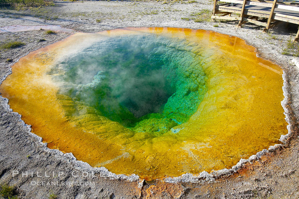 Morning Glory Pool has long been considered a must-see site in Yellowstone.  At one time a road brought visitors to its brink.  Over the years they threw coins, bottles and trash in the pool, reducing its flow and causing the red and orange bacteria to creep in from its edge, replacing the blue bacteria that thrive in the hotter water at the center of the pool.  The pool is now accessed only by a foot path.  Upper Geyser Basin. Yellowstone National Park, Wyoming, USA, natural history stock photograph, photo id 13352