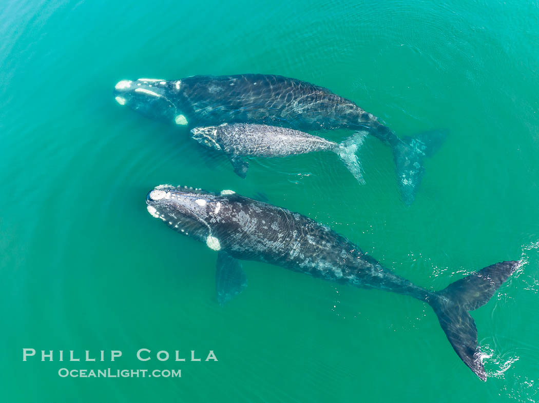 Mother and calf southern right whales are seen here as part of a larger courtship group, with adult males interested in mating with the mother. The calf has no choice but to stay by her mother's side during the courting activities. Puerto Piramides, Chubut, Argentina, Eubalaena australis, natural history stock photograph, photo id 38380