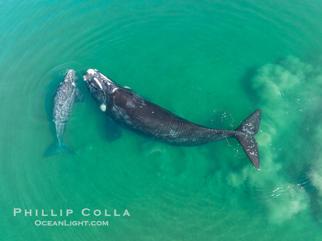 Mother and calf southern right whale stir up sand in shallow water, aerial photo. The water is so shallow that just by swimming the mother and calf can stir up the sand beneath them. Puerto Piramides, Chubut, Argentina, Eubalaena australis, natural history stock photograph, photo id 38377