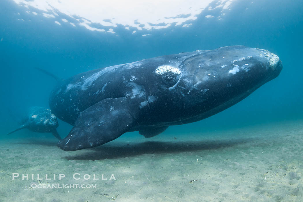 Mother and calf southern right whales underwater, swimming over sandy shallow bottom. Puerto Piramides, Chubut, Argentina, Eubalaena australis, natural history stock photograph, photo id 38306