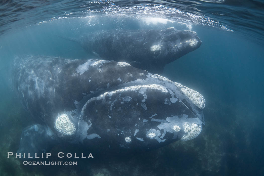 Mother and calf southern right whales underwater. By permission of the Government of Argentina, Chubut, permit # 51 / 2025-SsCyA., Eubalaena australis, natural history stock photograph, photo id 41309
