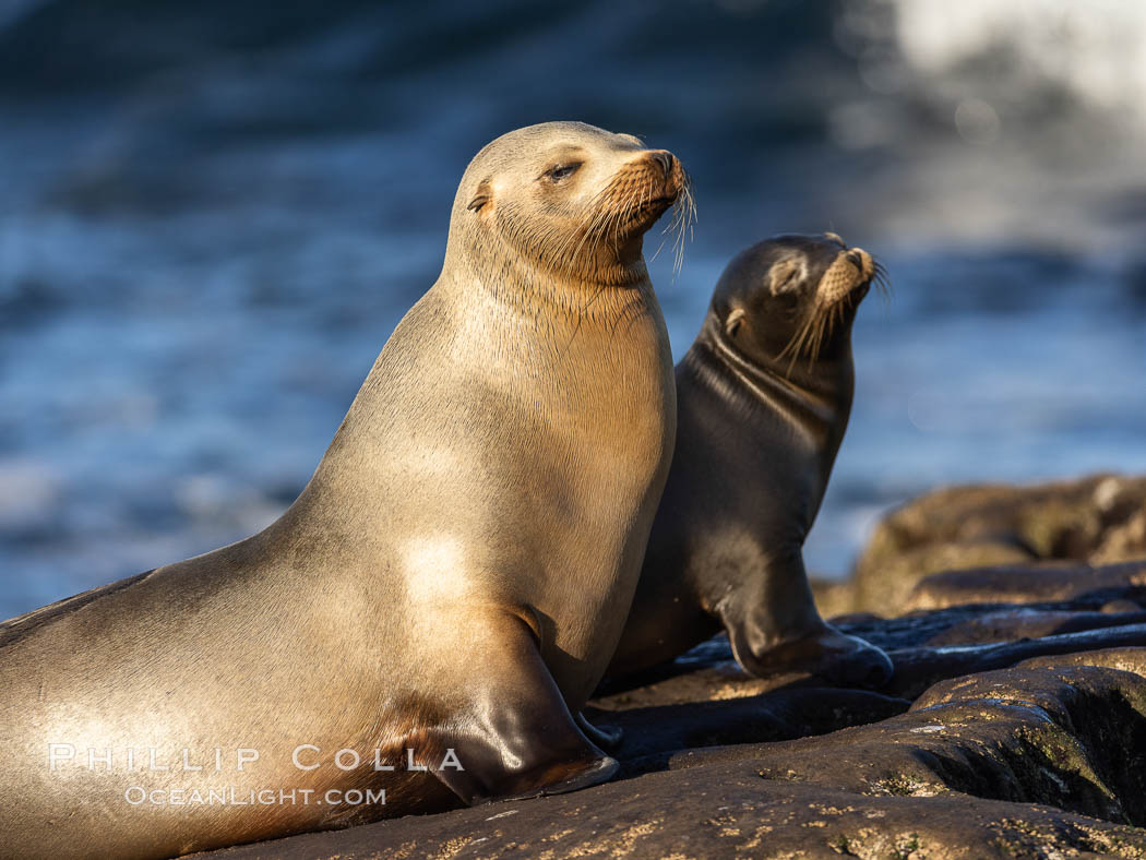 Mother and pup California sea lion. La Jolla, USA, Zalophus californianus, natural history stock photograph, photo id 37515