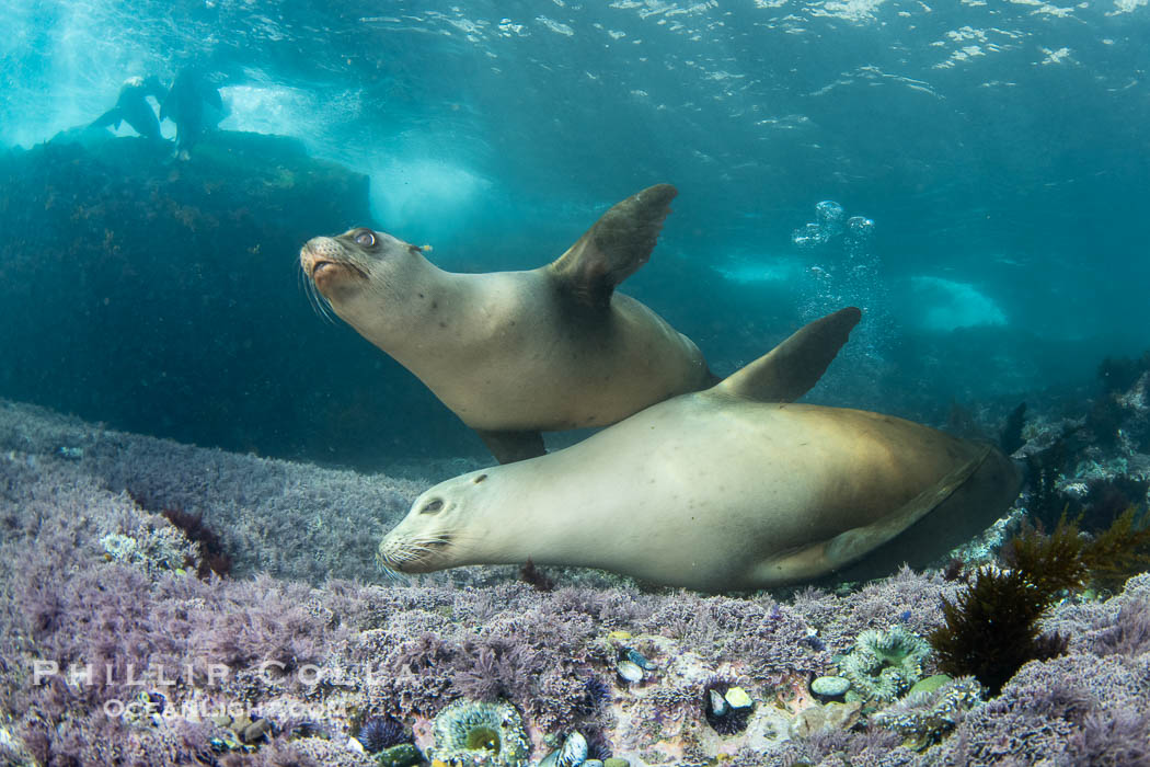 A mother California sea lion (bottom) and her pup (top), underwater at the Coronado Islands, Mexico. Mothers and pups spend much time together with the mother teaching her young padawan learner how to pursue prey. Coronado Islands (Islas Coronado), Baja California, Zalophus californianus, natural history stock photograph, photo id 40732