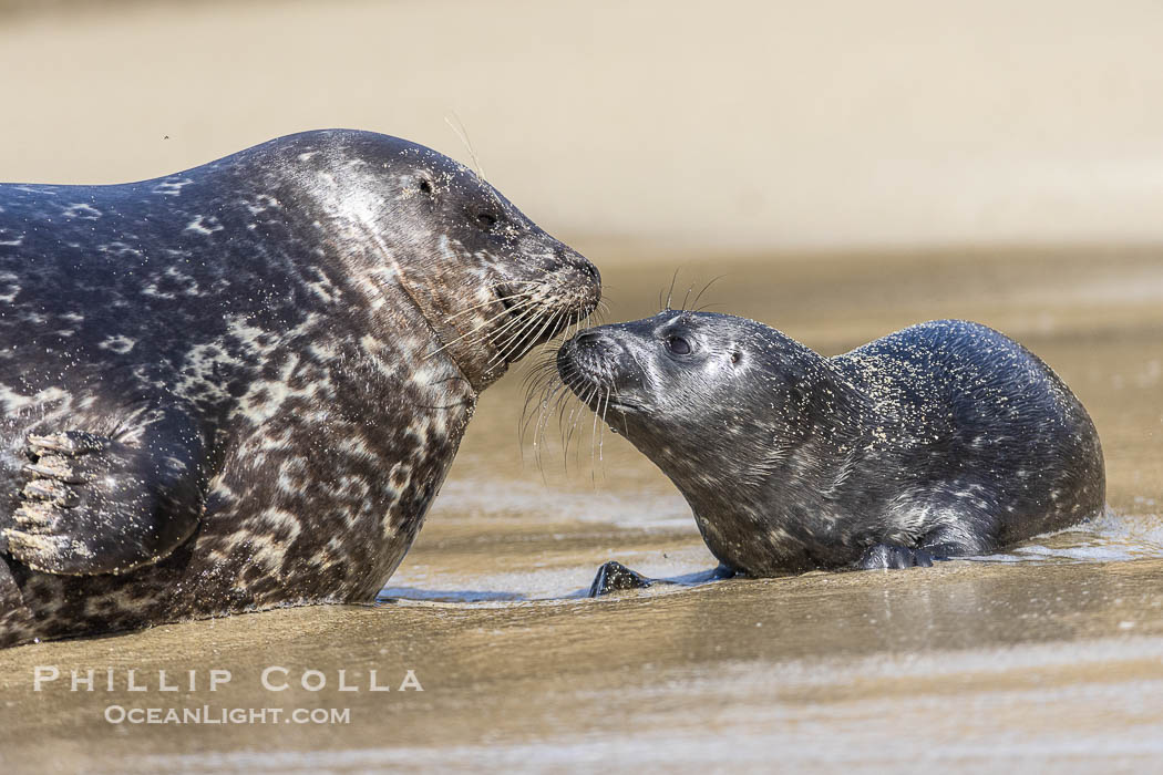 A mother Pacific harbor seal nuzzles her pup, born only a few hours earlier. The pup must bond and imprint on its mother quickly, and the pair will constantly nuzzle and rub against one another in order to solidify that bond. La Jolla, California, USA, Phoca vitulina richardsi, natural history stock photograph, photo id 39070