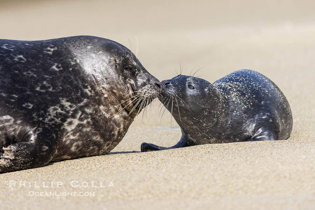 A mother Pacific harbor seal nuzzles her pup, born only a few hours earlier. The pup must bond and imprint on its mother quickly, and the pair will constantly nuzzle and rub against one another in order to solidify that bond. La Jolla, California, USA, Phoca vitulina richardsi, natural history stock photograph, photo id 39097