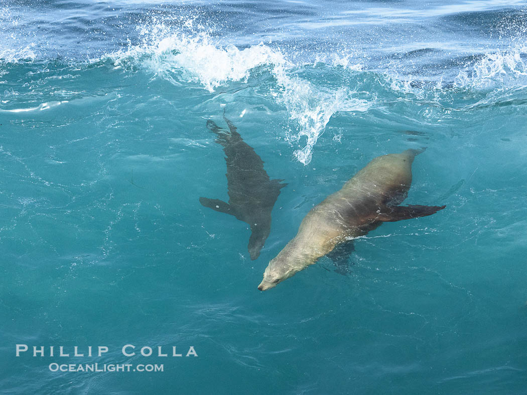 Mother sea lion teaches her young pup to bodysurf on waves., Zalophus californianus, natural history stock photograph, photo id 40174