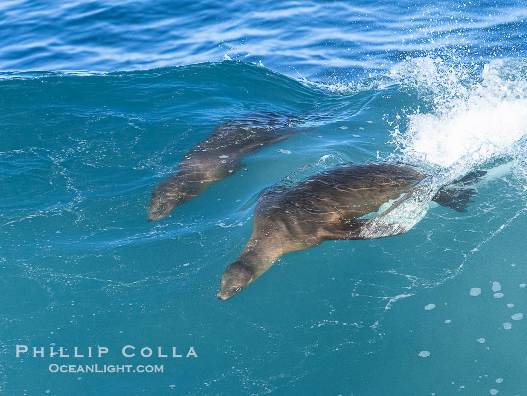 Mother sea lion teaches her young pup to bodysurf on waves., Zalophus californianus, natural history stock photograph, photo id 40831