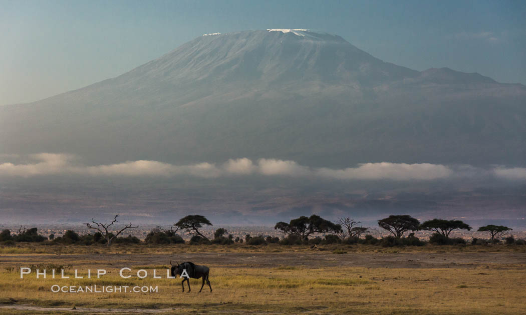 Mount Kilimanjaro, Tanzania, viewed from Amboseli NP, Kenya. Amboseli National Park, natural history stock photograph, photo id 29602