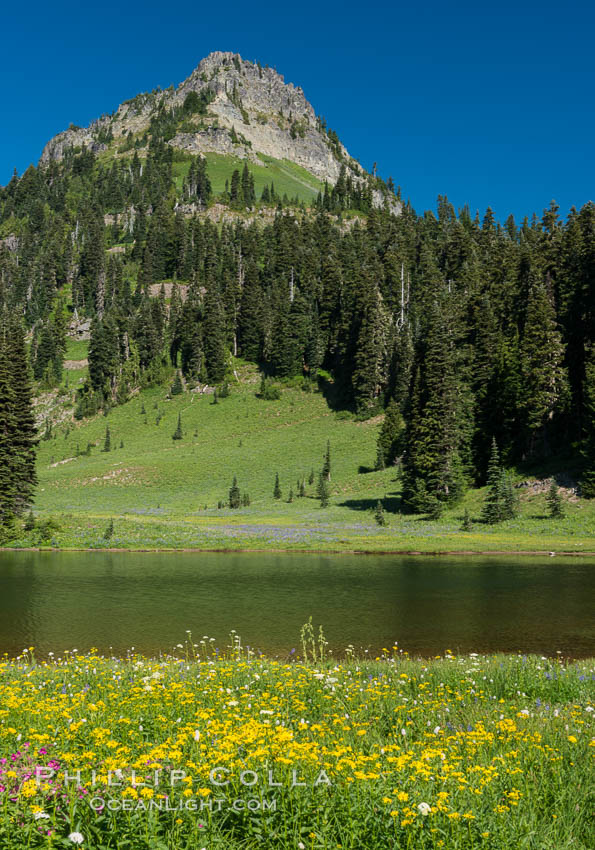 Mount Rainier and alpine wildflowers. Tipsoo Lakes, Mount Rainier National Park, Washington, USA, natural history stock photograph, photo id 28738