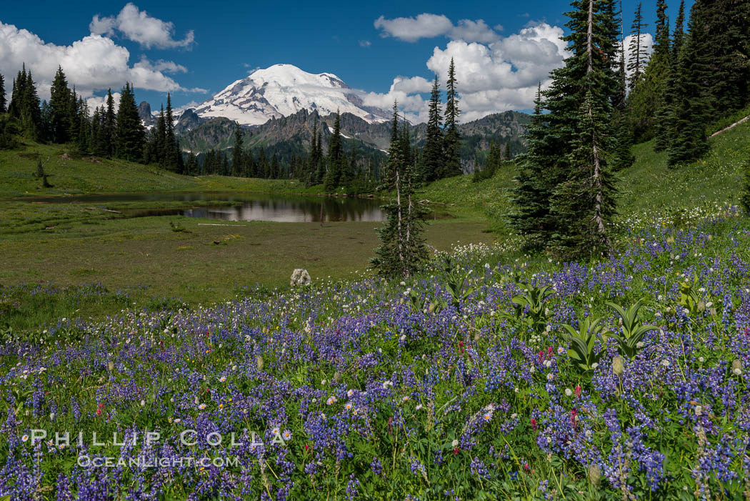 Mount Rainier and alpine wildflowers. Tipsoo Lakes, Mount Rainier National Park, Washington, USA, natural history stock photograph, photo id 28742