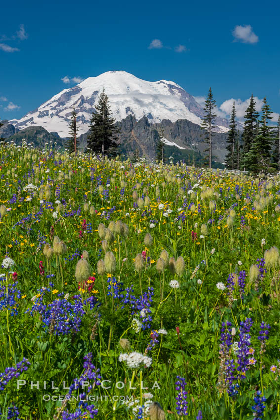 Mount Rainier and alpine wildflowers. Tipsoo Lakes, Mount Rainier National Park, Washington, USA, natural history stock photograph, photo id 28739