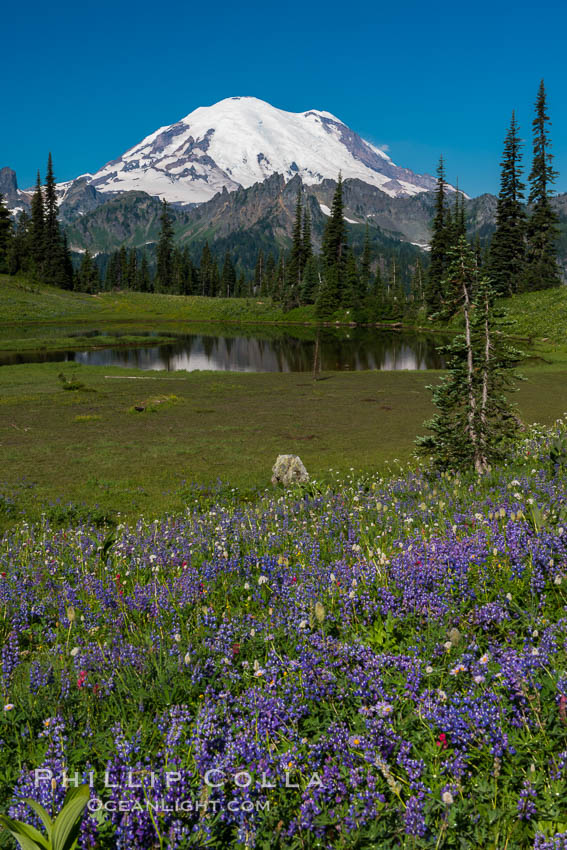 Mount Rainier and alpine wildflowers. Tipsoo Lakes, Mount Rainier National Park, Washington, USA, natural history stock photograph, photo id 28737