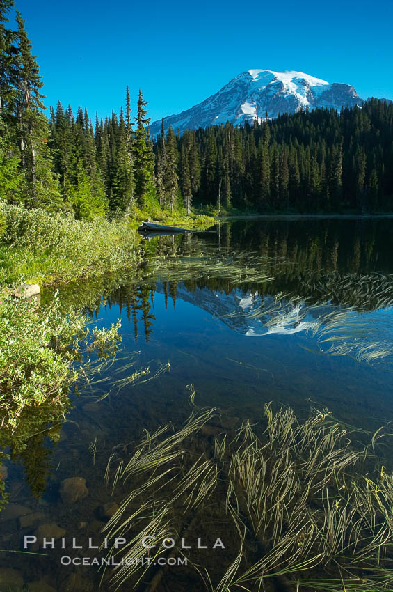 Mount Rainier is reflected in the calm waters of Reflection Lake, early morning. Mount Rainier National Park, Washington, USA, natural history stock photograph, photo id 13858