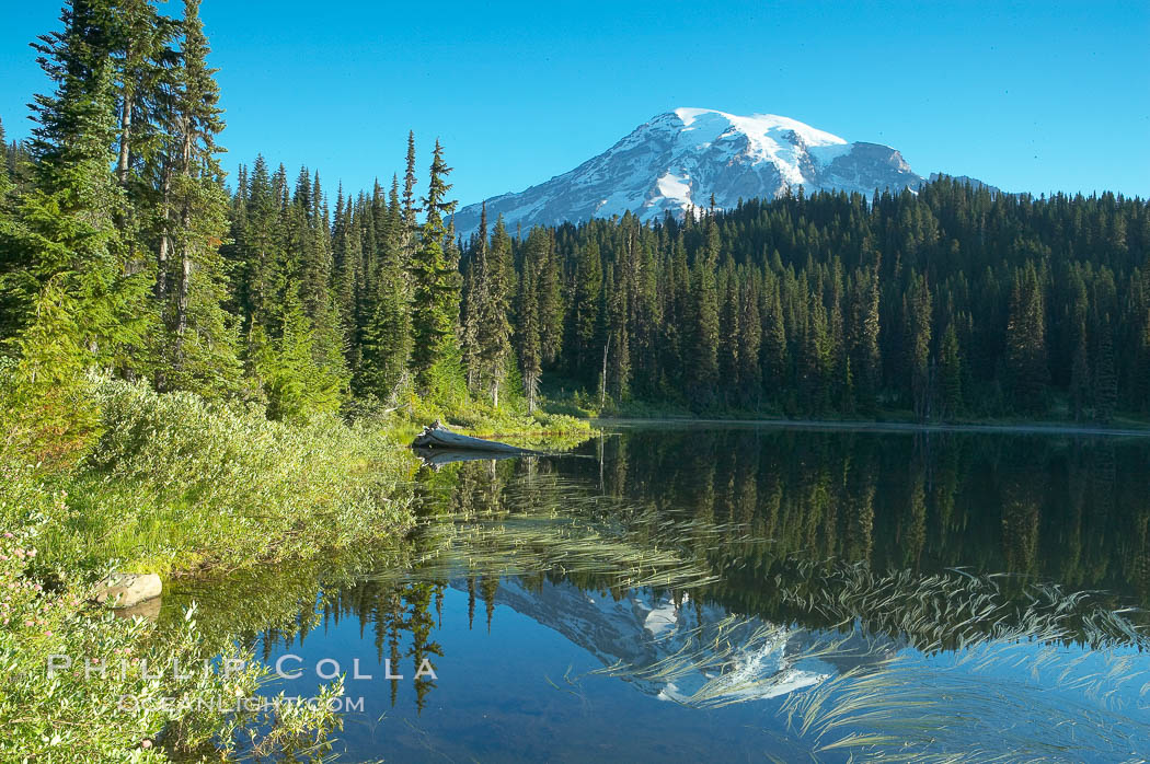 Mount Rainier is reflected in the calm waters of Reflection Lake, early morning. Mount Rainier National Park, Washington, USA, natural history stock photograph, photo id 13863