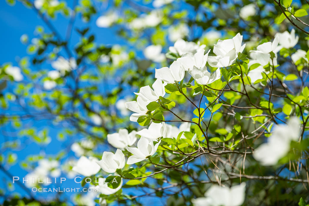 Mountain dogwood, or Pacific dogwood, blooming in spring in Yosemite Valley, Yosemite National Park, California